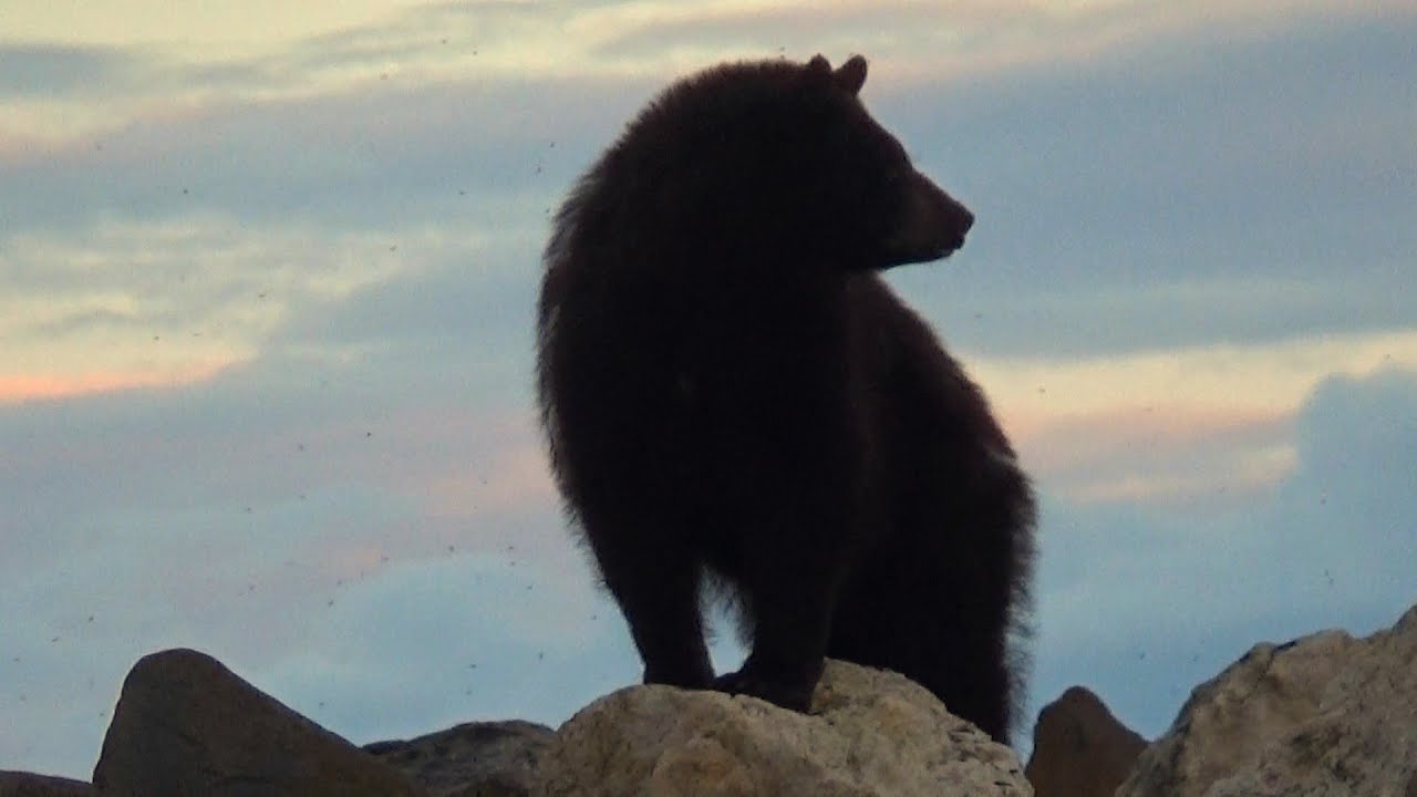 Is this bear stalking me?. Aug.2024 North Labrador, Canada.