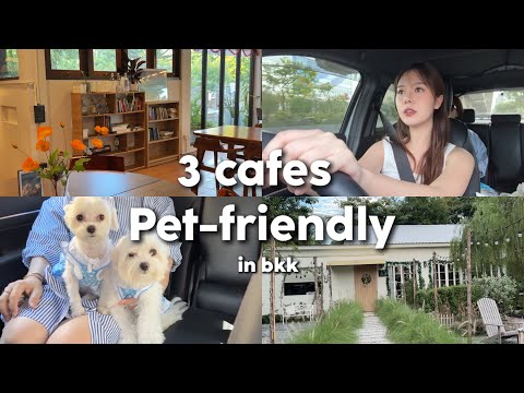 3 cafes pet-friendly ในกรุงเทพฯ พาสัตว์เลี้ยงไปเที่ยวได้