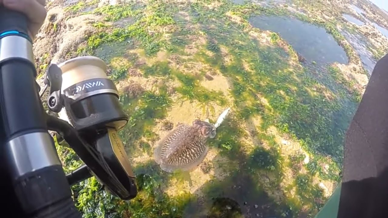 شاهد معي صيد  الحبار السيبيا شهرأبريل مع المونطاج ومتعة القوص ومعلومات أخرى hicham pescador