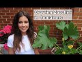 Growing Zucchini in Containers | Container Gardening