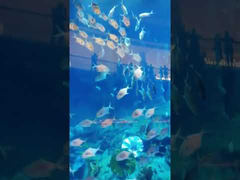 Dubai aquarium #dubaiattractions