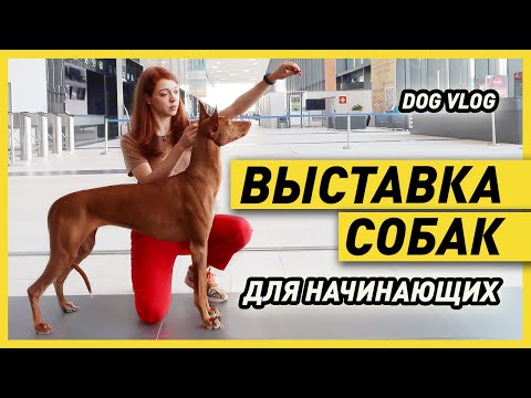 Видео: Bestselling Автор предлагает Giveaway в поддержку проекта свободы Бигль [Видео]