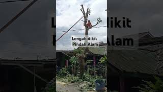 Lengah dikit pindah alam.
