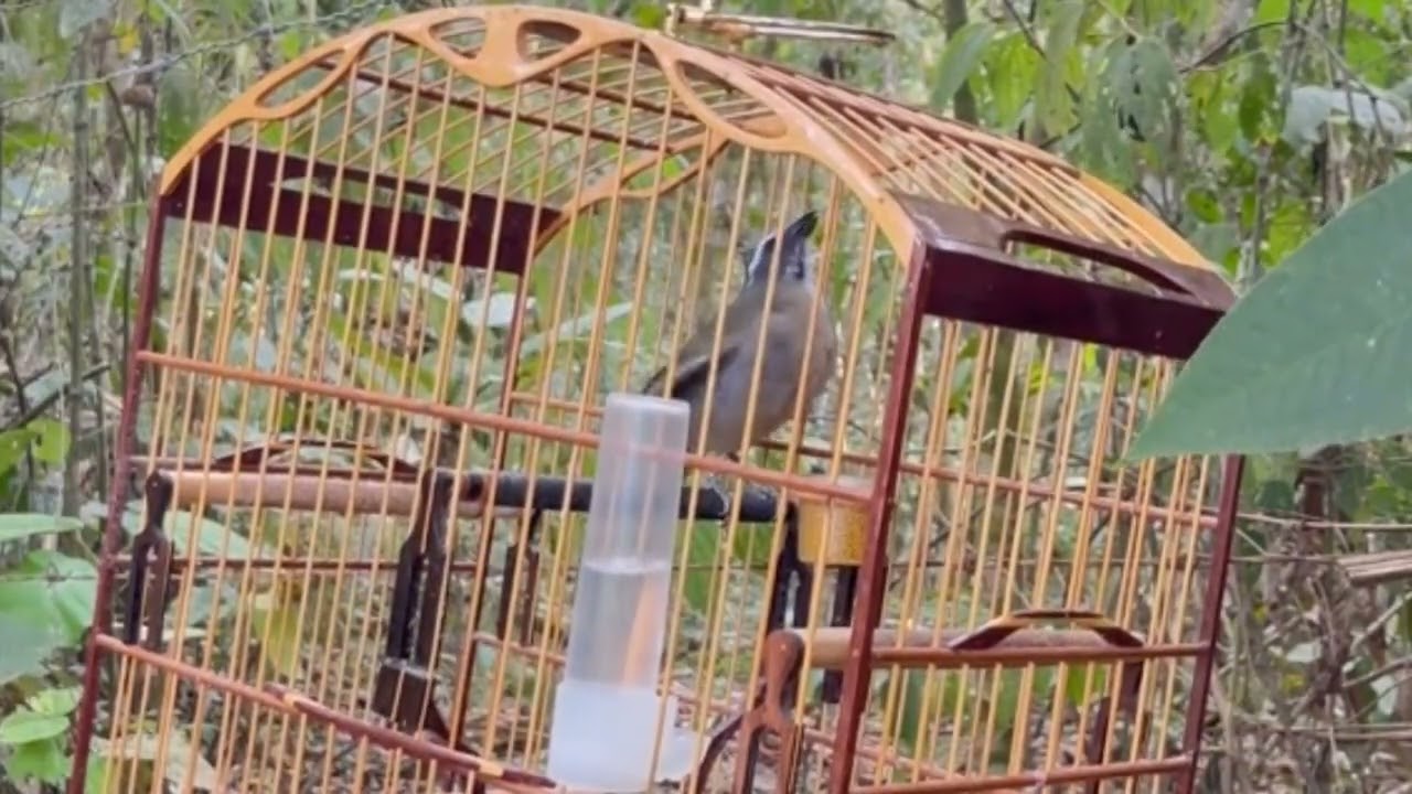 VAI LEVANTAR SEU TRINCA FERRO SURREAL ATÉ TRINCA FERRO FRIO ABRE