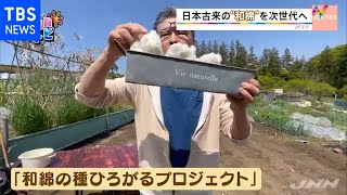 日本古来の“和棉”次世代へ【ＳＵＮトピ】