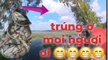 tay chân bủn rủn khi dùng mồi câu rô truyền thống trúng ổ rô phi cụ,câu đài tự nhiên