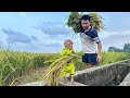 Farmer bibi harvests rice in the field with dad