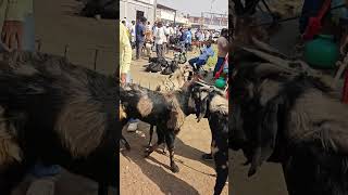 Eid ke liye TOP quality bakre!Gulbarga bazar live update 🐐Aaj ke fresh rates 💰#bakrabazar #eid2026