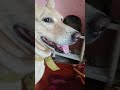 #pets #funny #ytshorts #cute #viral #nature #lifeisbutadream #shortsviral #attitude #doglife #dog