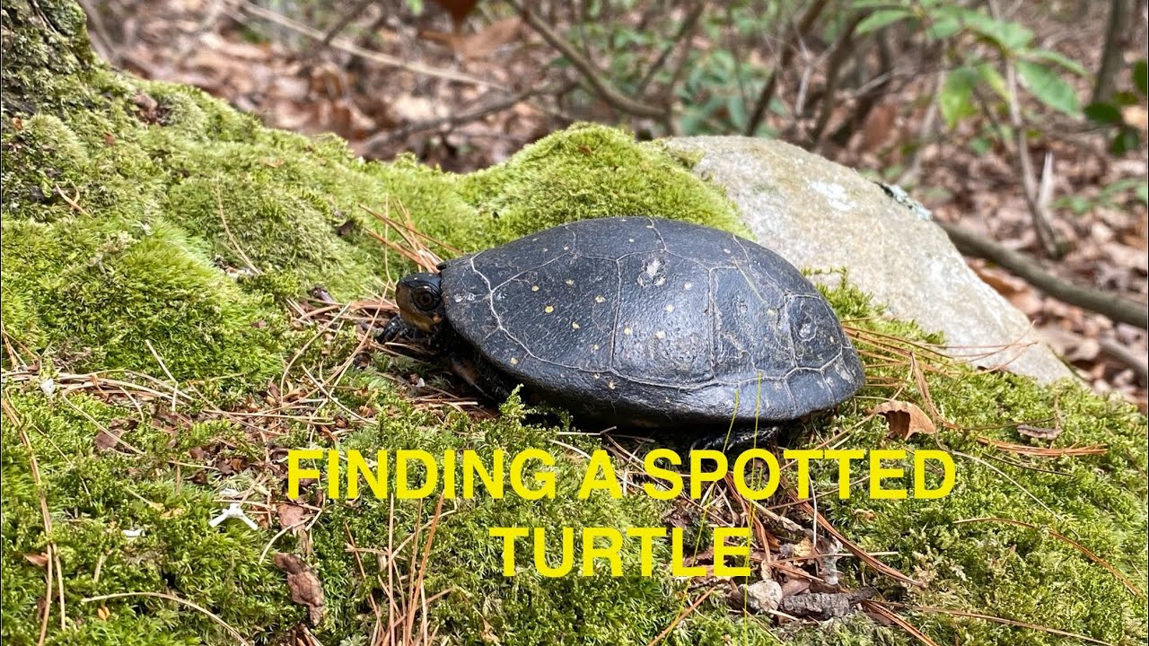 Top finds of 2024- finding a Spotted Turtle at a new pond