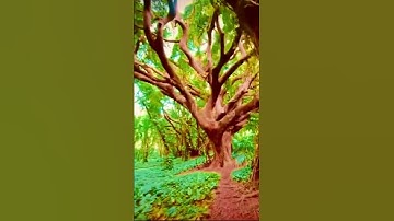 آية الكرسي _ القارئ مشاري العفاسي