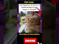 Leaving Your Cat Alone Could Break the Rules 😳