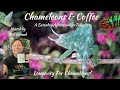 Chameleons &amp; Coffee: Longevity for Chameleons!
