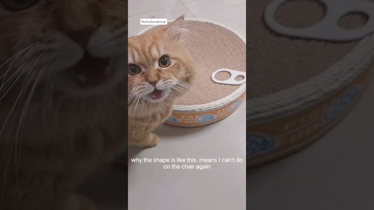 This makes him so special, so cute talkative cat 😘❤️ 