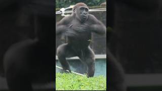 gorilla : I'm not afraid of you. Chimpanzee #金剛猩猩 #shorts