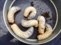 市販の幼虫用マットから出てきたカブトムシの幼虫 (2013/10/07)