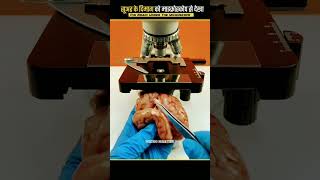 Celebrity pig brain under the #microscope Profile