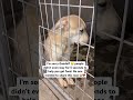 Our shelter urgently needs help -$20 feeds one rescue dog for a full week.#usa #canada #uk #germany