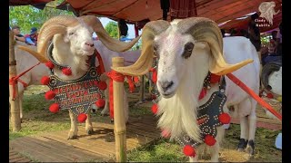 Download Lagu MOMENT SEMIKONTES DOMBA GARUT🐏 II Pamidangan Manjahwangi MP3