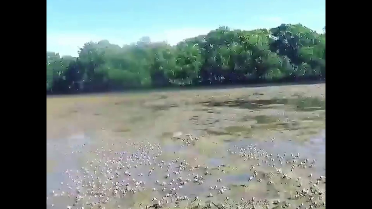 AMAZING sighting of 1000s of rare blue crabs