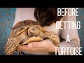 BEFORE GETTING A TORTOISE, WATCH THIS! | How much it costs to keep a tortoise