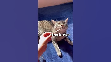 Catnip Joints