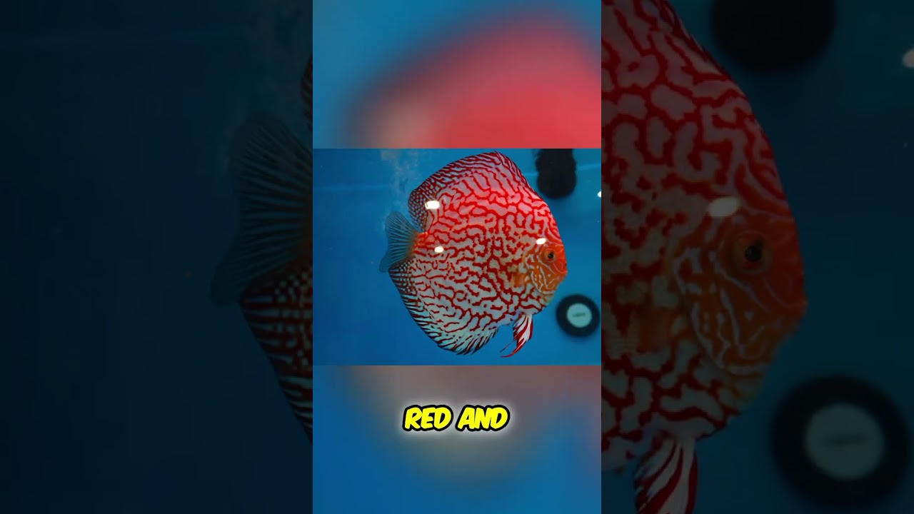 Stunning Red Checkerboard Discus Fish for Sale! #shorts
