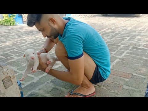Village Lifestyle | Leo aaya to jacky ki hui no entry | Gagan OP