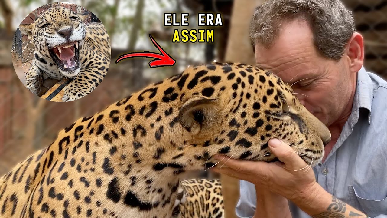 É POSSÍVEL "AMANSAR" UMA ONÇA-PINTADA? | TIAGO JÁCOMO