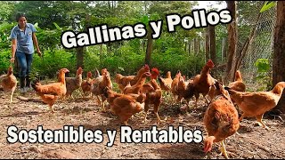 Gallinas y Pollos Sostenibles y Rentables / Colegio Agropecuario de Guacavia