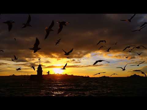 Картинка закат. Птицы, море, полет птиц | Picture sunset. Birds, sea, birds flight