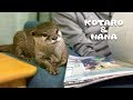 カワウソコタローとハナ 真夜中のお楽しみ・・ Otter Kotaro&Hana Pleasures of The Night