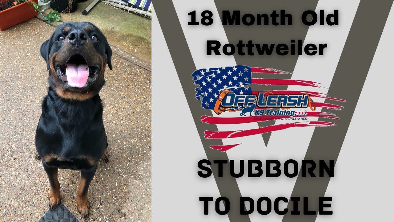 St Louis Dog Trainers - 18 Month Old Rottweiler Stubborn To Docile ...