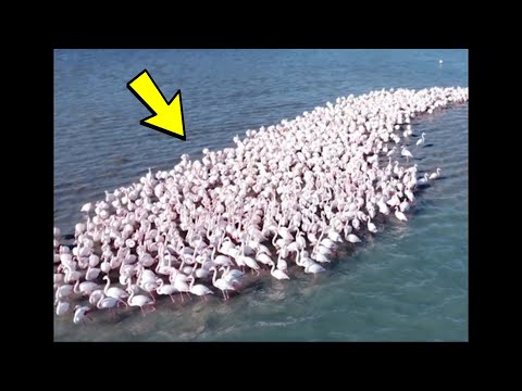 Video: Blev flamingoen født?