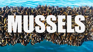 How Farmers Grow Thousands of Mussels on a Rope