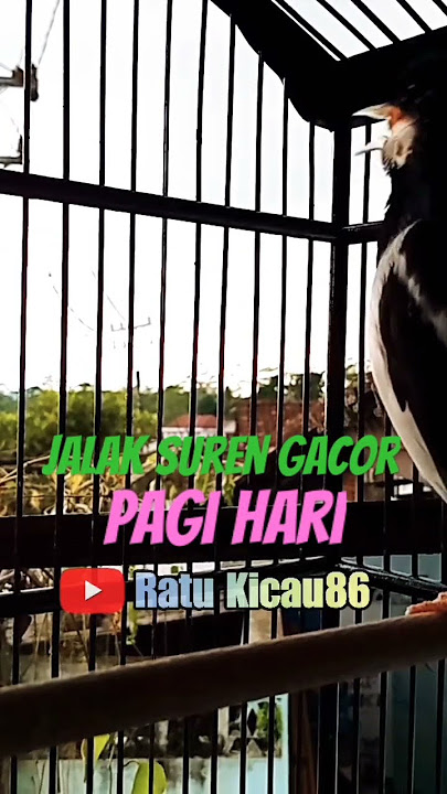 Suara Jalak Suren Gacor Unik #jalaksurengacor #starlingbird #jalaksurenisian