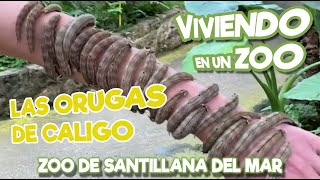 Las orugas de Caligo