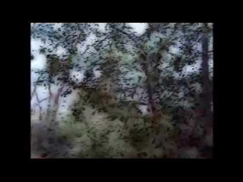 Beirut - Guyamas Sonora