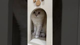 nhacona - Phần 2 - Một ngày Sài Gòn mưa và phản ứng năm cục mèo #shorts #cutecat #cat