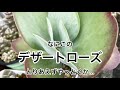 [多肉植物]変なデザートローズ^_^とりあえずやってみる^_^私の戯言
