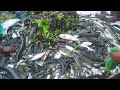 Best Fishing Video ll Naturally Lot Of Shol Fish Catching Using By Net in The Deep Pond