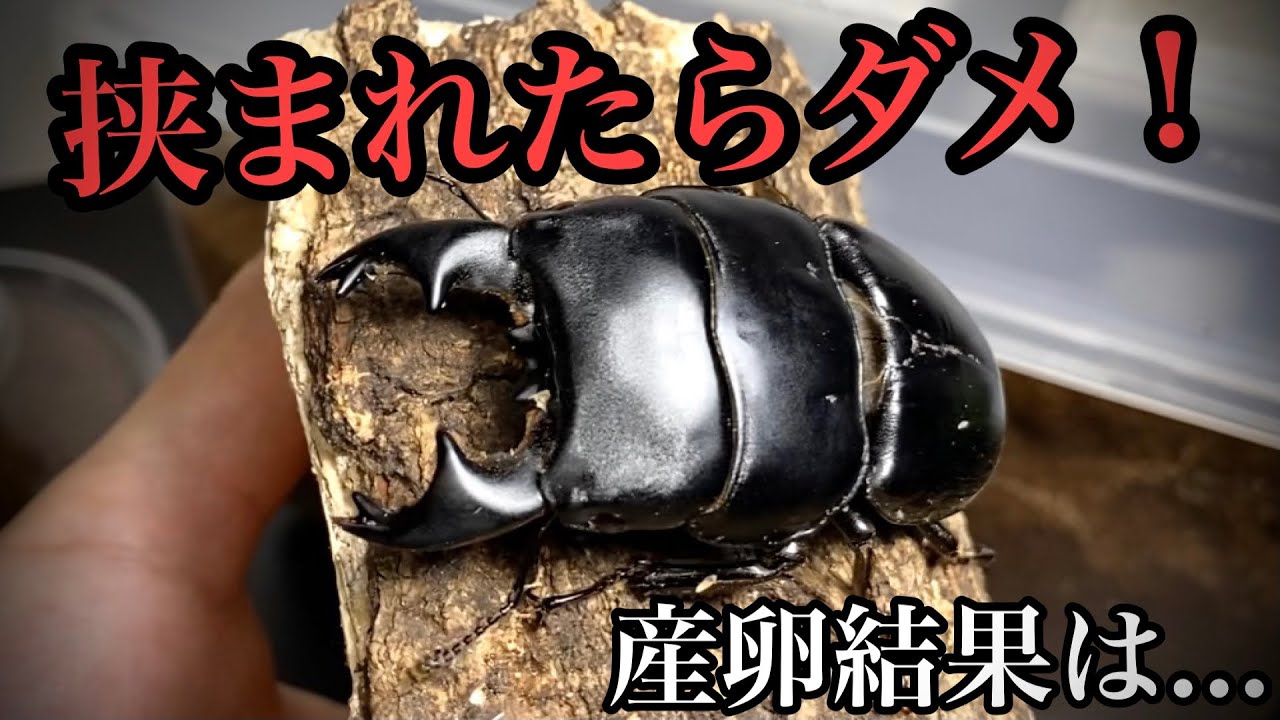 会社で育ててるクワガタ2匹 挟まれたら怪我する危ないクワガタの産卵セット割り出してみた