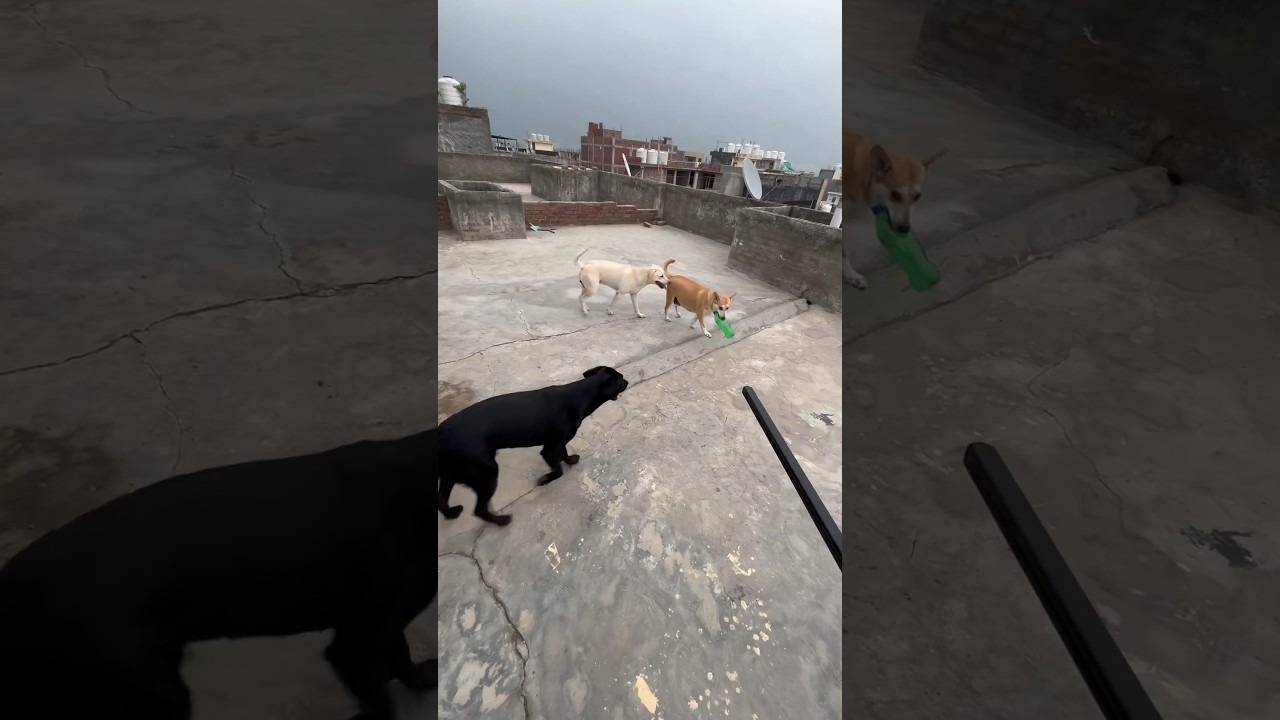 Male dog jab khana chod de dog doghealth YouTube