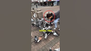 wanita ini bagai malaikat bagi para burung merpati!!