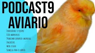 PODCAST 9 AVIARIO: Semilla para el canto, problema pájaros mundial encuestas, nuevas estafas...