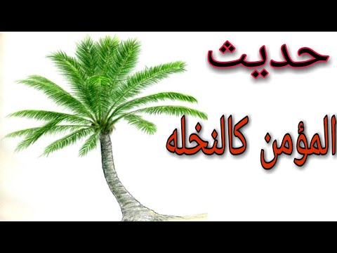 حديث تشبيه المؤمن بالنخلة