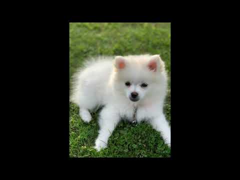 Video: Huolehtiminen minun Pomeranian