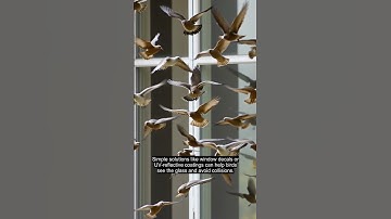 Birds in Danger: Solving Window Collisions