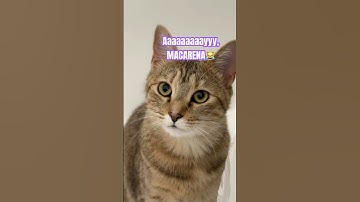 Who else can’t sleep❓ #funny #cat #cute #jokes #catshorts #catlovers #funnycats #viralvideo #yt #fyp