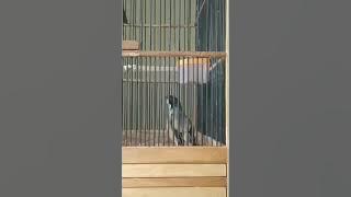 Download lagu BURUNG PENTET GACOR FULL ISIAN. ADA SUARA TOKEK 😉😉 #gacor #pentet #full #viral